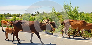 Group of cow are walking on the road.