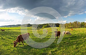 Group of cows