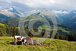 Group of cows in alps on