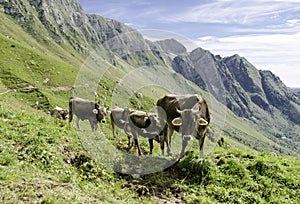 Group of cows in alps