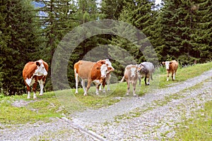 Group of cows in the alps
