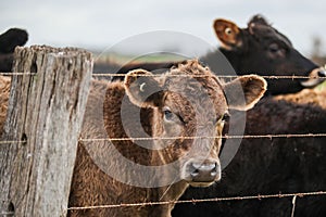 Group of cows behind a fence in a field in Warrnambool, Victoria, Australia