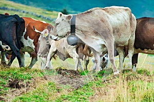 Group of cows on the Bergamo Alps in Italy and the shepherd dog