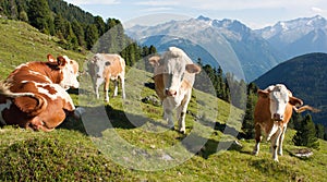 Group of cows (bos primigenius taurus) photo