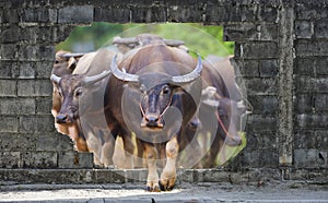 Group of cows and buffalos