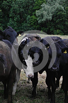 group of cows cautiously gazing