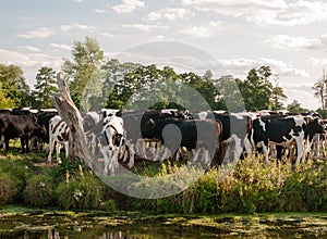 A group of cows closely bunched together as seen from across the