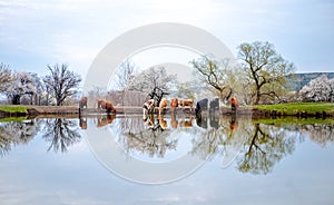 A group of cows drinks water from a lake in a field, trees are blooming around and the grass turns green.
