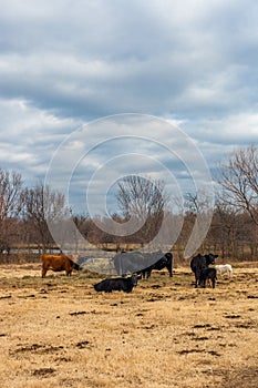 Group of cows eating around an hay feeder/farm animals