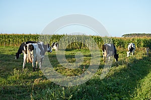 Group of cows eating on a farm in Galicia, Spain