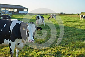 Group of cows eating on a farm in Galicia, Spain