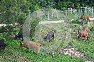 Group of cows eating grass on the side of a road in Sheung Shui, Hong Kong