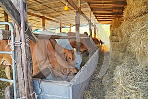 A group of Cows eating haystack in the barn. Cows farm.