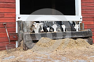 Group of cows eating at a trough.