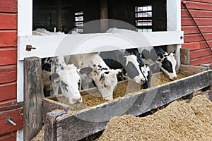 Group of cows eating at a trough.