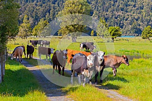 Group of cows in a farm in the countryside in a sunny day in New Zealand