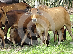 Group of cows in the field