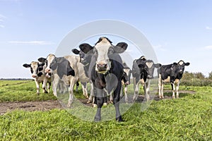 Group of cows in a field, black and white, one maverick, blue sky photo