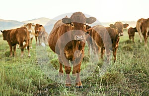 Group of cows, grass or farming landscape in countryside pasture, sustainability environment or South Africa nature