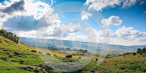 Group of cows graze in green meadow in sunny summer day, livestock farmland in rural mountain landscape