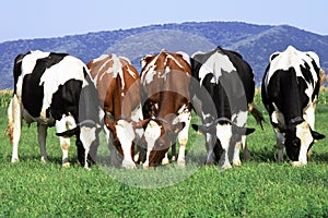 Group of cows grazing photo