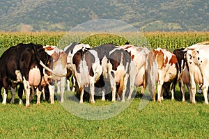 Group of Cows grazing on field - behind picture
