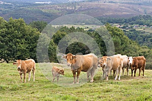 Group of cows grazing in Galicia Spain