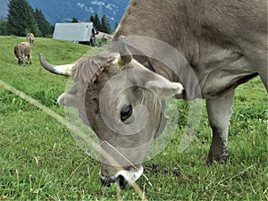 Group of cows grazing grass alp meadow