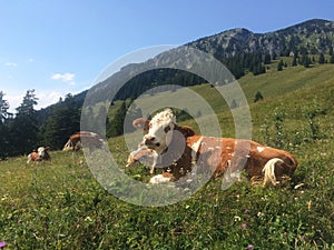 Group of cows grazing in the grass of the Alps
