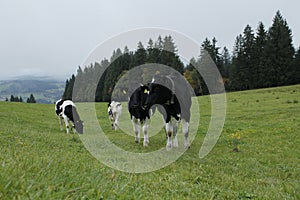 Group of cows grazing in a green field with lush trees in the background.