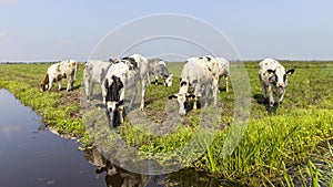 Group cows grazing in a green in a pasture bordered by a ditch, a panoramic wide view