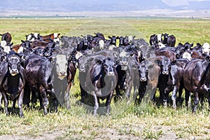 Group of cows grazing on the meadow