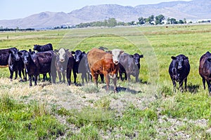 Group of cows grazing on the meadow