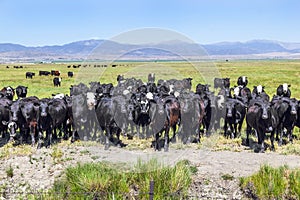 Group of cows grazing on the meadow