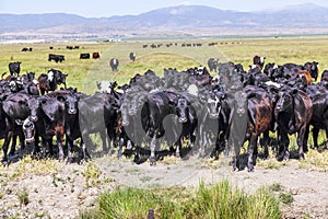 Group of cows grazing