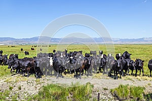 Group of cows grazing