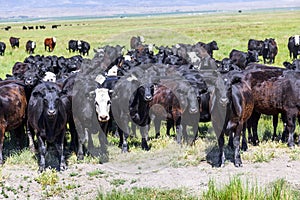 Group of cows grazing