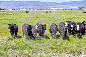 Group of cows grazing