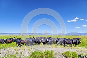 Group of cows grazing