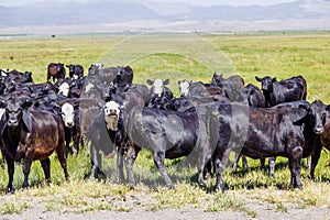 Group of cows grazing