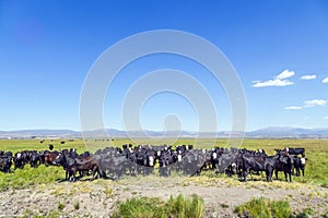 Group of cows grazing