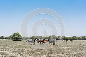 Group of cows grazing in the oasis of the Namib Desert. Angola.