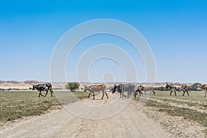 Group of cows grazing in the oasis of the Namib Desert. Angola.