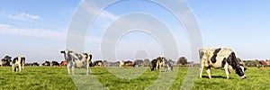 Group cows grazing in the pasture, a herd in Dutch landscape of flat land with a blue sky with white clouds