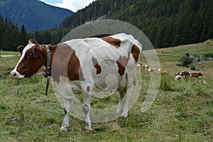 Group of cows grazing and resting in the pastures