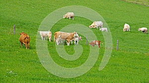 Group of cows on a green field