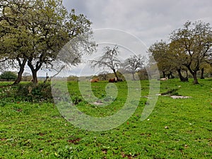 Group of Cows in Green Field and Gray Clouds