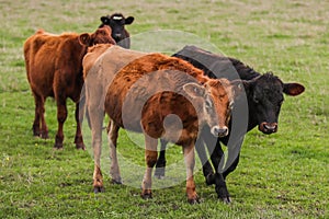 Group of cows in a green field in Warrnambool, Victoria, Australia