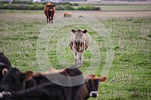 Group of cows in a green field in Warrnambool, Victoria, Australia