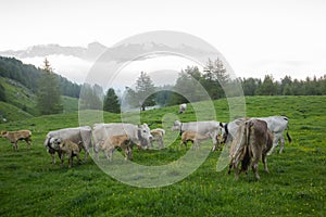 Cows in green Pasture